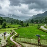 हरे-भरे धान के खेतों में काम करते किसान, बादलों से घिरा आसमान और मानसून की बारिश का दृश्य।
